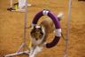 Stormy does Agility , Great Photo